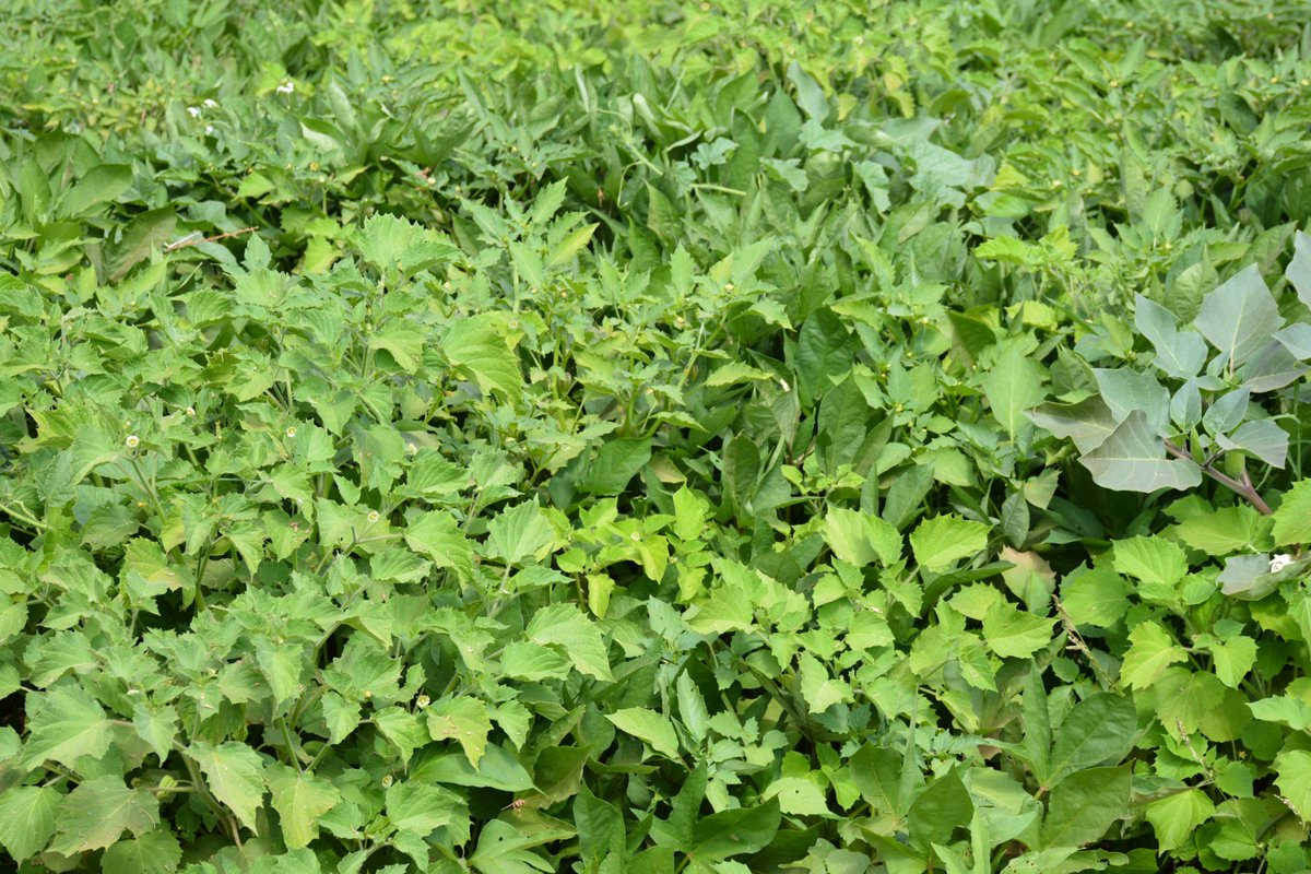 ConcernKenya's tweet photo. @funds4disaster funded @ConcernKenya to facilitate the opening up of Kan'galita canal which feeds into a 1,500 acre irrigation scheme. Farmers have began harvesting for consumption and sale. This activity in @TurkanaCountyKE is alleviating the ongoing #drough #droughtresilience https://t.co/9dSLW8yqIk