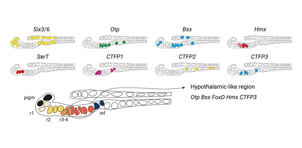 But what exactly is this anterior identity? Here we describe a hypothalamic-like region in the amphioxus larval brain expressing Otp, FoxD, Bsx, Hmx, miR-7 and calcitonin-type neuropeptides. It forms in the area where aGRN is active and is lost following Wnt overactivation.
9/10