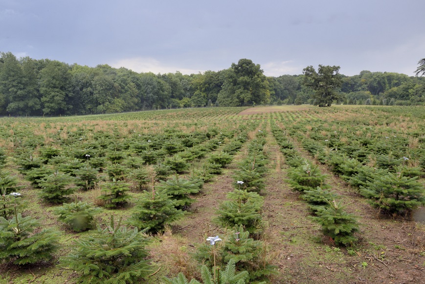 #Fact – nearly 60 million #Christmas trees are grown each year in GB! #ChristmasTreeFarm #Somerset #LangfordLakes #LangfordBudville