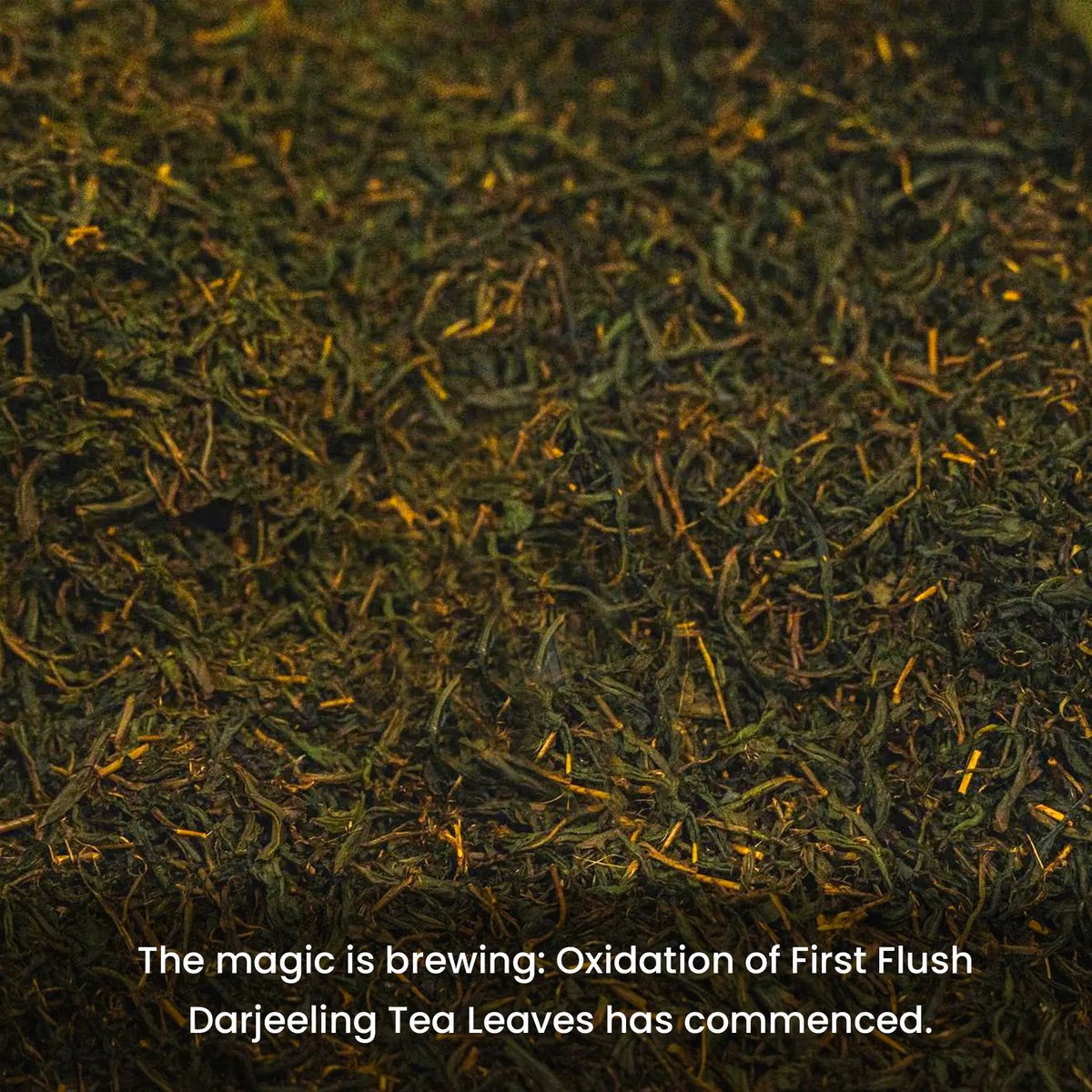 OkaytiTea's tweet photo. Introducing the season's finest harvest 

First Flush Darjeeling Tea has arrived in our store 

Order Now to take a sip of “Champagne of Teas”

Link : https://t.co/UWlTiEnISa https://t.co/OvhnjaIEQ4
