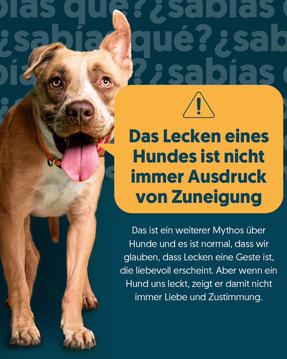 GudogDE's tweet photo. Obwohl es manchmal ein Zeichen von Liebe ist, kann das Lecken eines Hundes auch der Zustimmung oder der Kontrolle dienen und sogar dazu verwendet werden, Informationen zu sammeln. 👅🐶 https://t.co/BrhHycvLv0