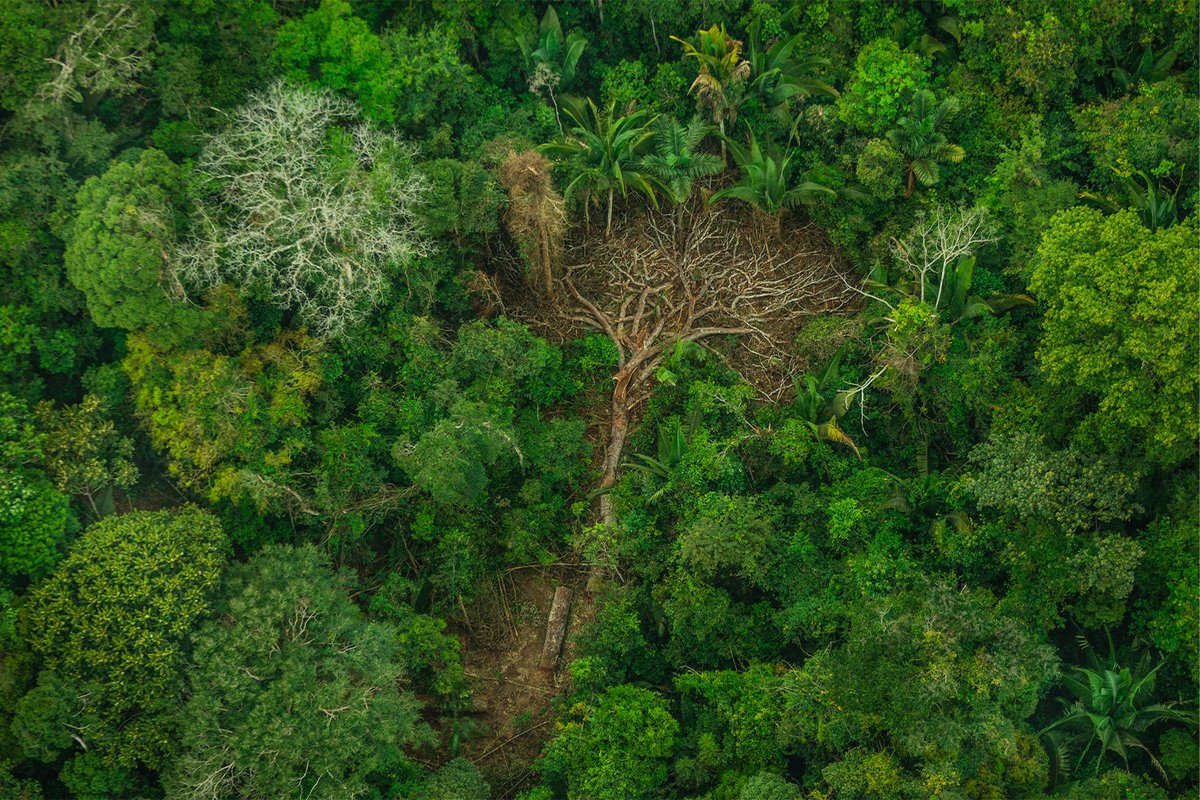 A new study supports mounting evidence that deforestation in the Amazon Rainforest correlates with regional rainfall reduction. Environmentalists see an opportunity to reshape conservation activism and policy towards local communities, reports @BrSarahTr. news.mongabay.com/2023/03/make-i…