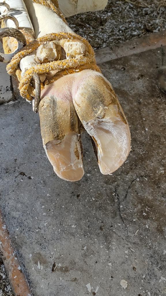 今日は南アルプスを越えて八ヶ岳､南アルプス､富士山の見える場所で削蹄補助しました。牛の匂いにはまだ慣れませんが、あと2回ほどするつもりなので頑張ります。