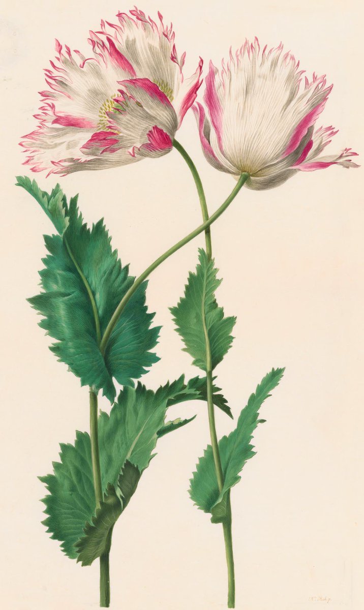 Bella Maniera tweet media