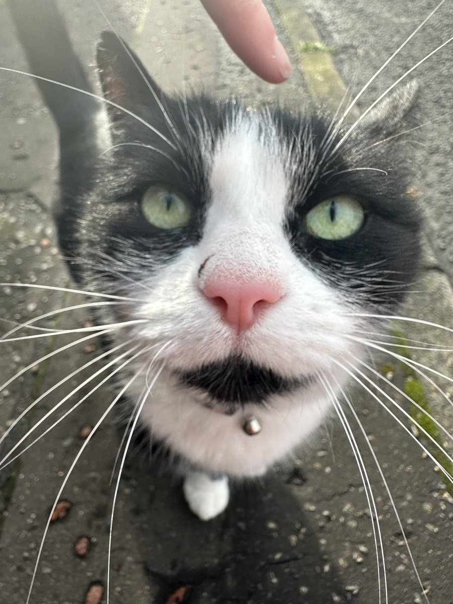 streetofcats's tweet photo. i love this cat https://t.co/wTd8VoDgu0