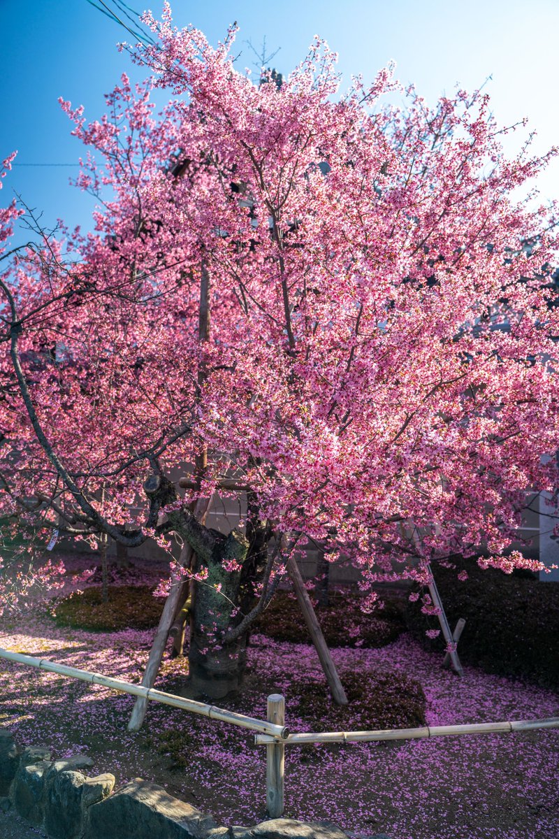 AguideMonsieur's tweet photo. J’adore le printemps de Kyoto 🌸 https://t.co/3pLGON1KyT