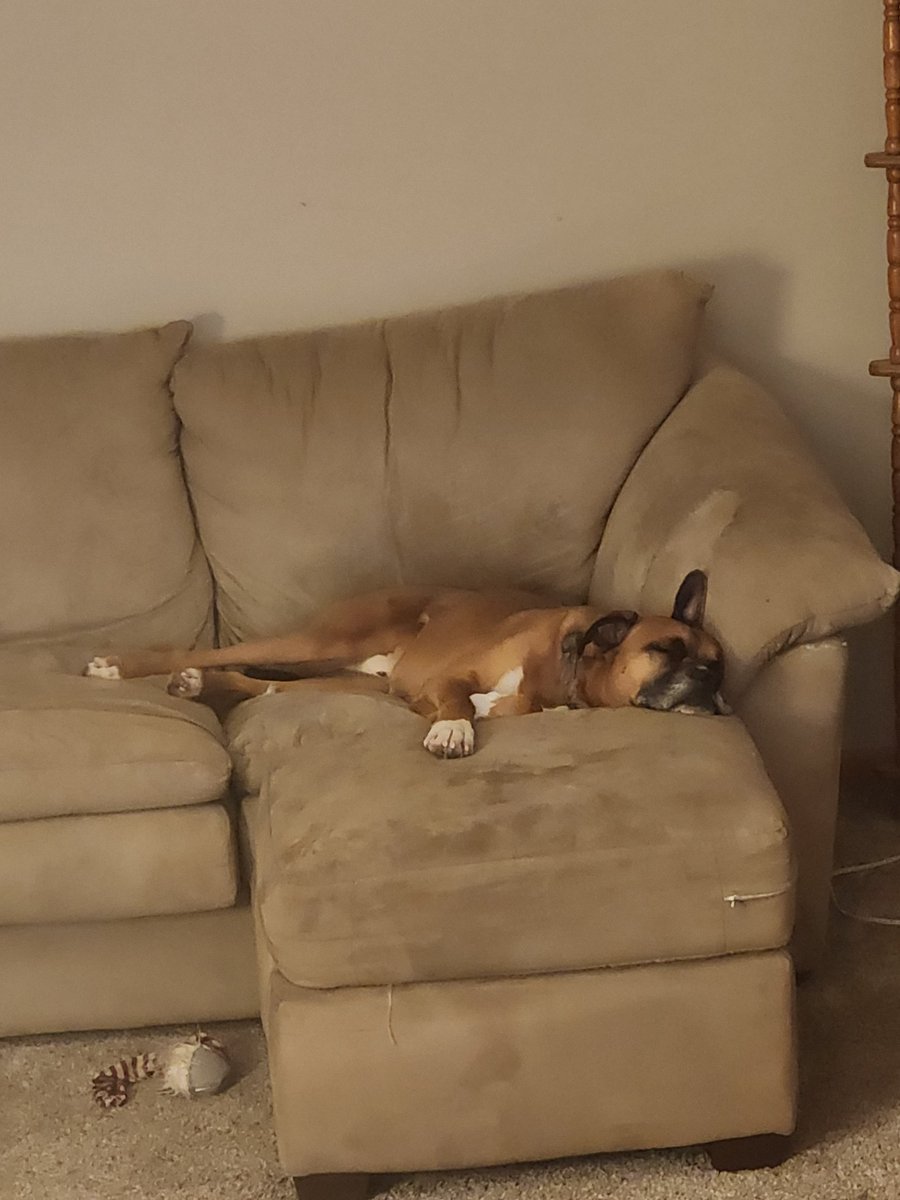 MSchiroo's tweet photo. Live your life so that your dog can be proud of you https://t.co/wuqOpDgACp