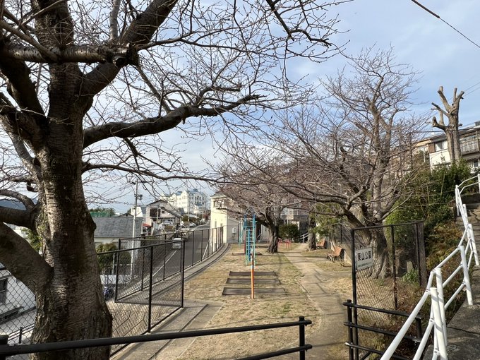 東京では史上最速タイで開花しましたね『色づく世界の明日から』の聖地『東山公園』も桜は数本ありますが場所によって蕾の具合は