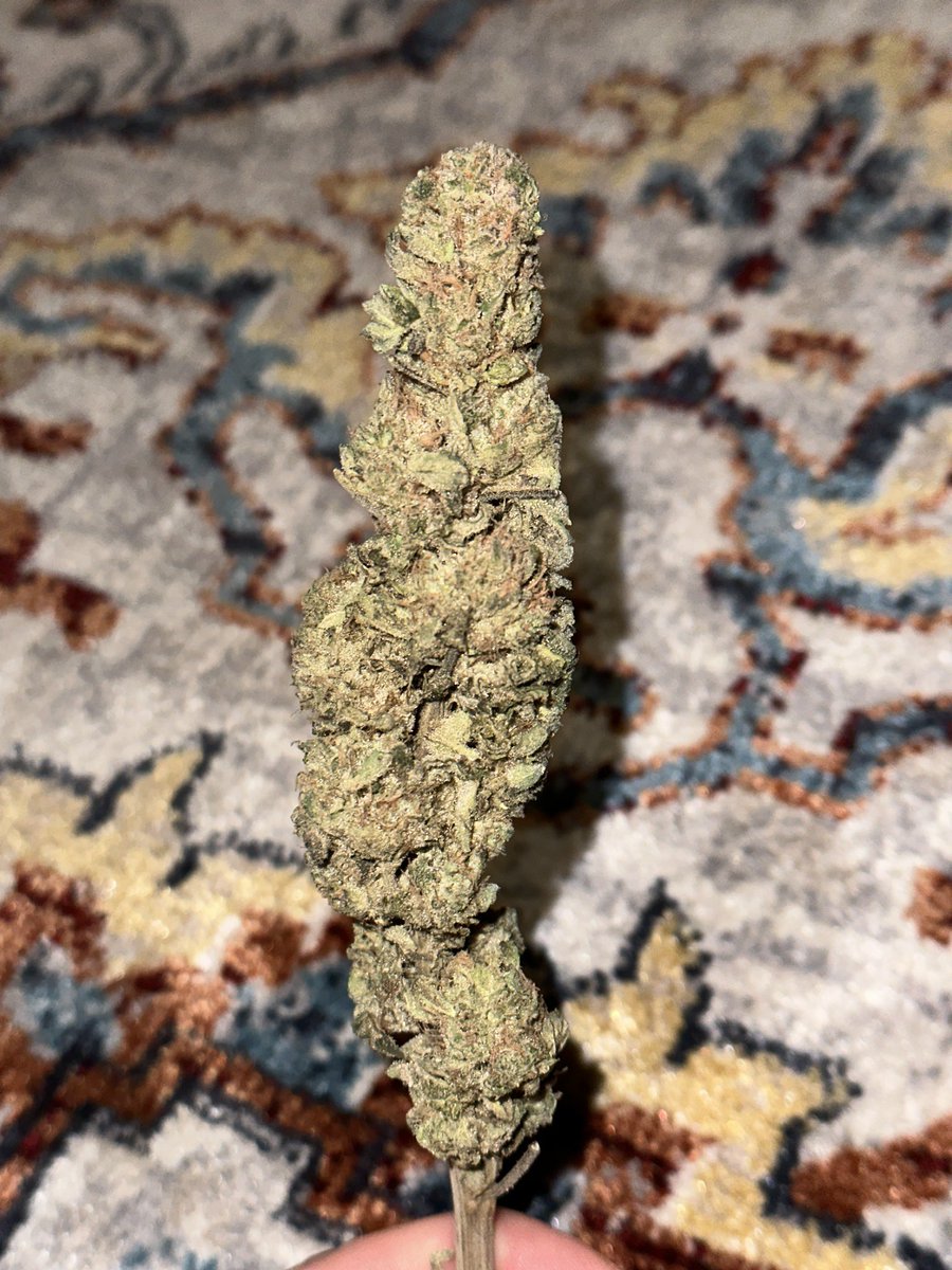 Snowcaine is about a day or two away from finishing her initial cure