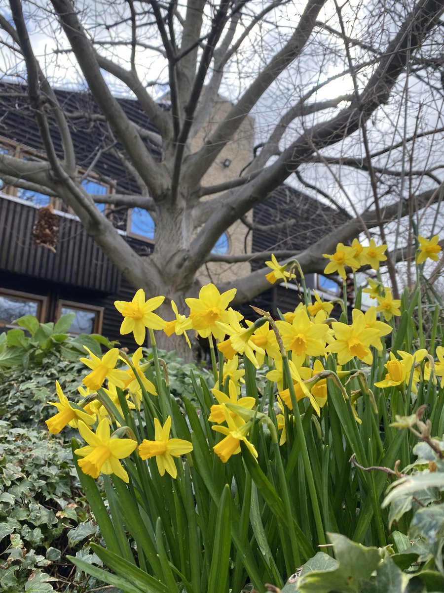 We are in bloom! 🌻

#london #lambeth #daffodils #daffodil #rootsandshoots #walnut #college #londongarden
