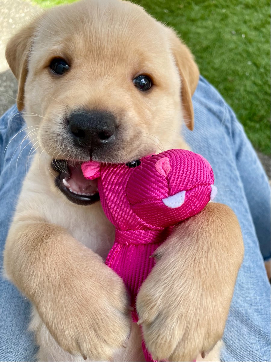 canineorg's tweet photo. 🔬TODAY at 1 p.m. PT/ 3 p.m. CT / 4 p.m. ET, we are hosting a #science #Facebooklive and #instalive session! We'll discuss canine #research, introduce #puppies and watch them participate in games that help our team study their behavior &amp; cognition.
#caninepuppymonth https://t.co/OMxp6atKKT