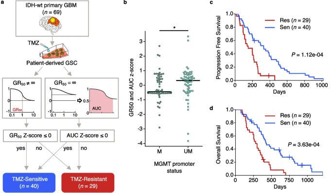 New #cancerresearch from <a href="/JiguangWang/">Jiguang Wang</a>, Yeup Yoon, Yoonhee Nam &amp; co. <a href="/hkust/">HKUST</a> #SSKUniversity focusing on #drugresistace and the elucidation of the molecular mechanisms of temozolomide (TMZ) resistance for the precision application of chemotherapy

bit.ly/3FlEgt6