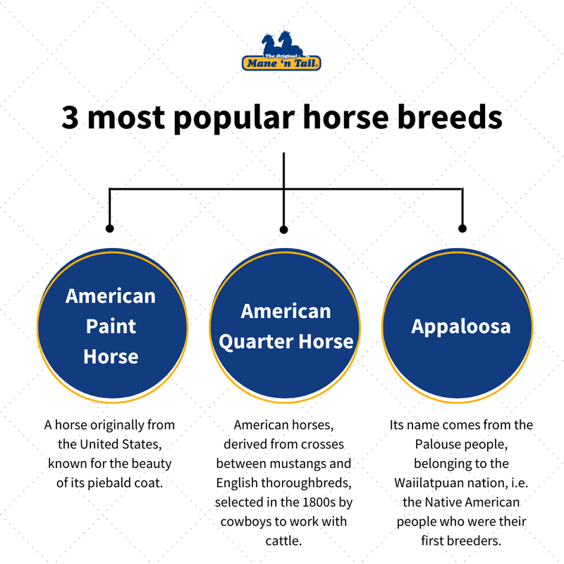 ManeNTail_EU's tweet photo. Choosing the right horse breed can be a big decision. 🤔
Make sure to consider factors like temperament, size, and energy level before making your choice. 🔝
What's your top tip for choosing the perfect horse breed? 🐴
#DiscoverTheSecret #ManeNTailEquine #ManeNTail https://t.co/KAZ3MKMI8w