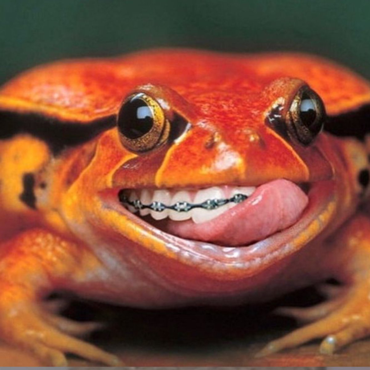 RockLeePeitos's tweet photo. Sapo de aparelho #sapo #aparelho #frog #toad #battle https://t.co/HqnVq98Uvh