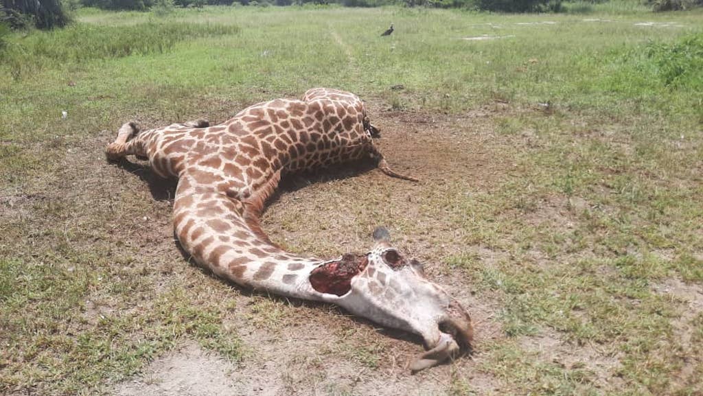 CWitvrouwen's tweet photo. Farming #wildlife,encouraging consumption of 'bush meat' in Africa by #trophyhunters is dangerous because of terrible poverty.Meat from farmed animals is too expensive for poor people to afford. So poachers provide cheaper wild meat killed with wire snares.
#NoToTrophyuk https://t.co/qlA1jzZ8OV