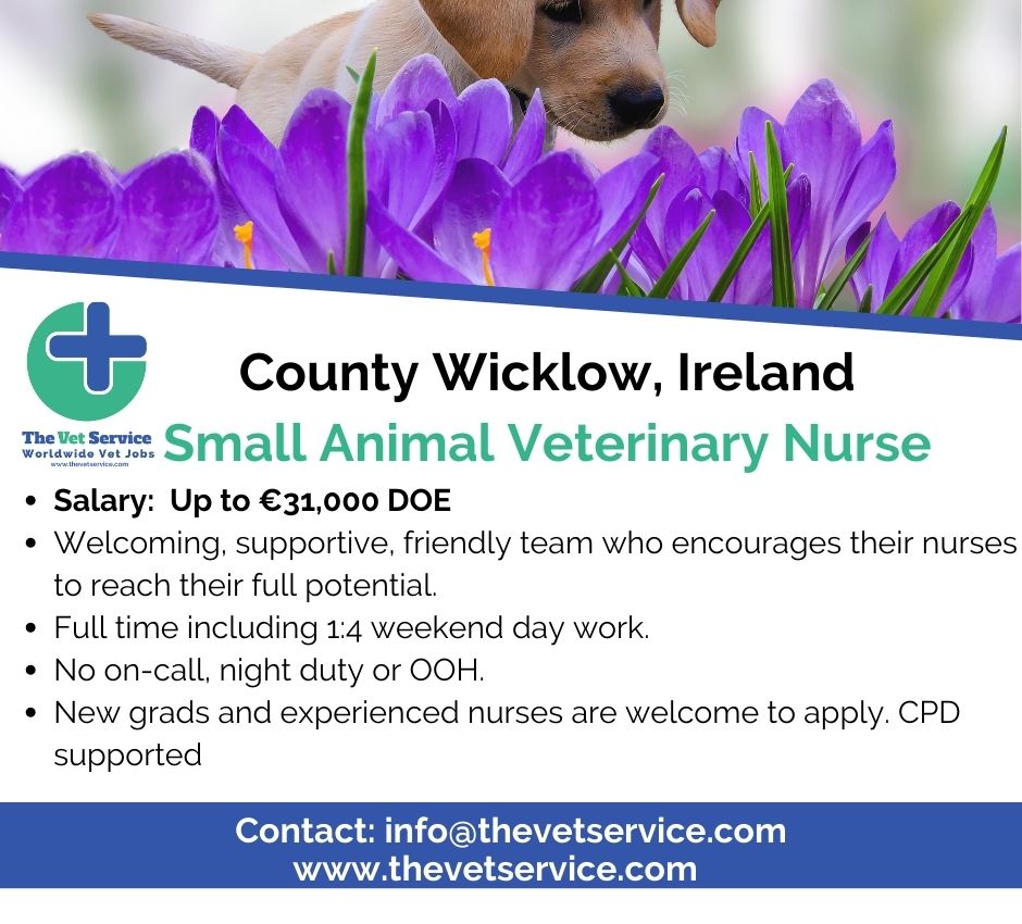 Small Animal Veterinary Nurse  in County Wicklow, Ireland 🐶

thevetservice.com/vet-jobs-irela…

#thevetservice #vetstudents #vet #veterinarymedicine #veterinarysurgeon #vetlifestyle #vetlife #vetlocum #vetjob #vetjobs