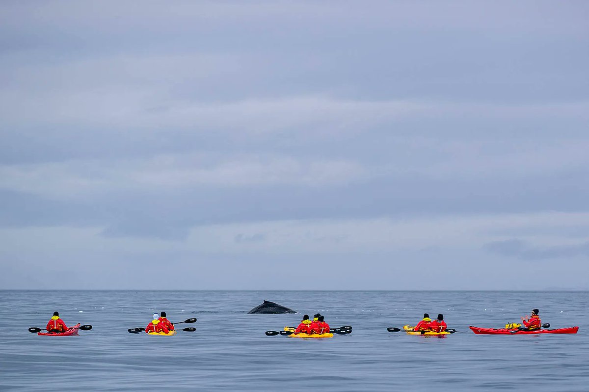 TWGVacations's tweet photo. Look closely, you’ll see we’re kayaking alongside a whale! 🐳 🚣 🌊
- on a cruise to Antarctica aboard the Seabourn Venture
@seabourncruise #SeabournCruise #SeabournVenture #SeabournPartner #hosted https://t.co/0Fydl9tL7o