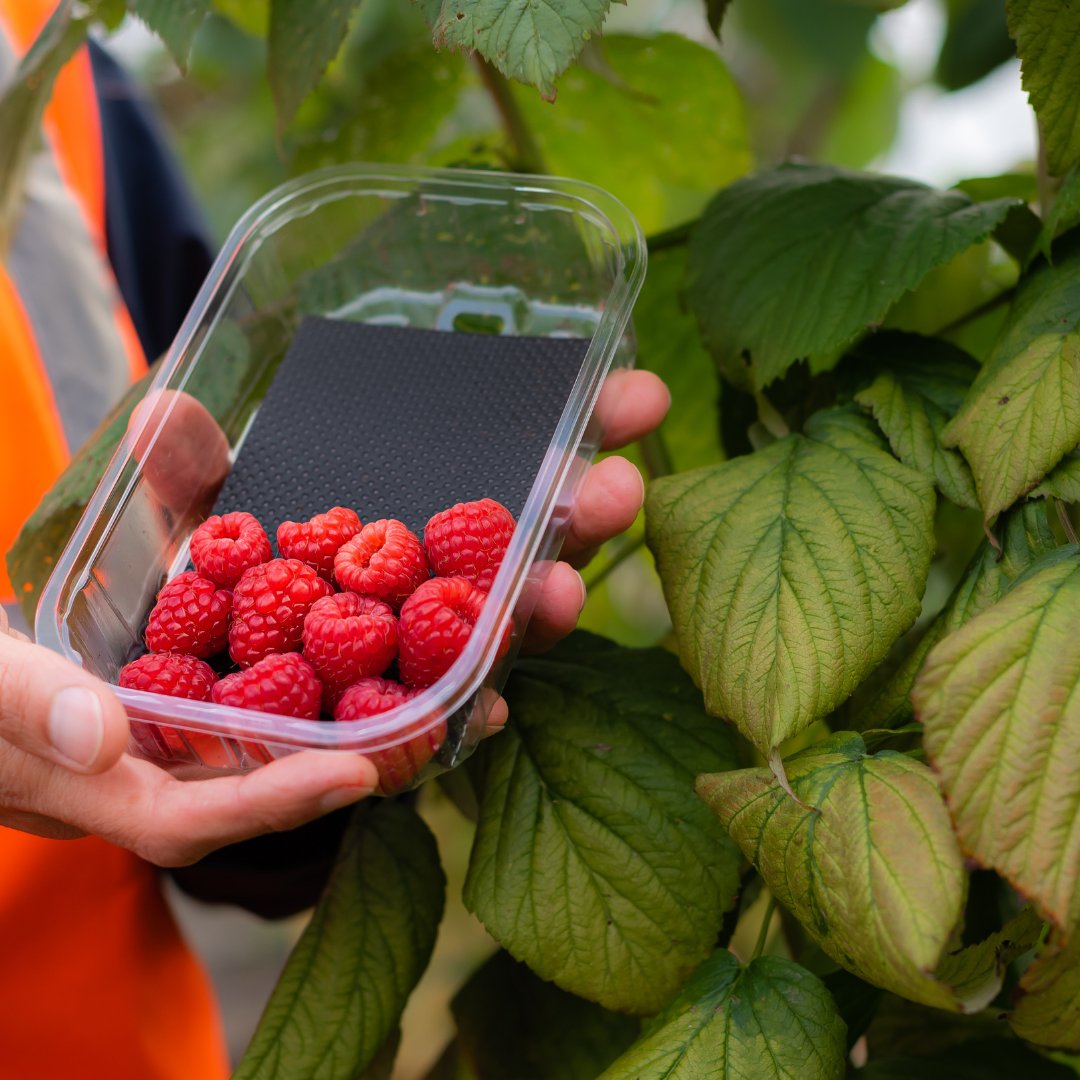 globalplantgen's tweet photo. #Lewis is a very impressive primocane variety displaying a number of aspects that make it suitable for the commercial sector. 
It's one of the largest #raspberries, it has a great #flavour &amp; #ShelfLife. 
Have a look at the new brochures on our website - https://t.co/NMJ0Kk1urO https://t.co/WNsXtX3BxF
