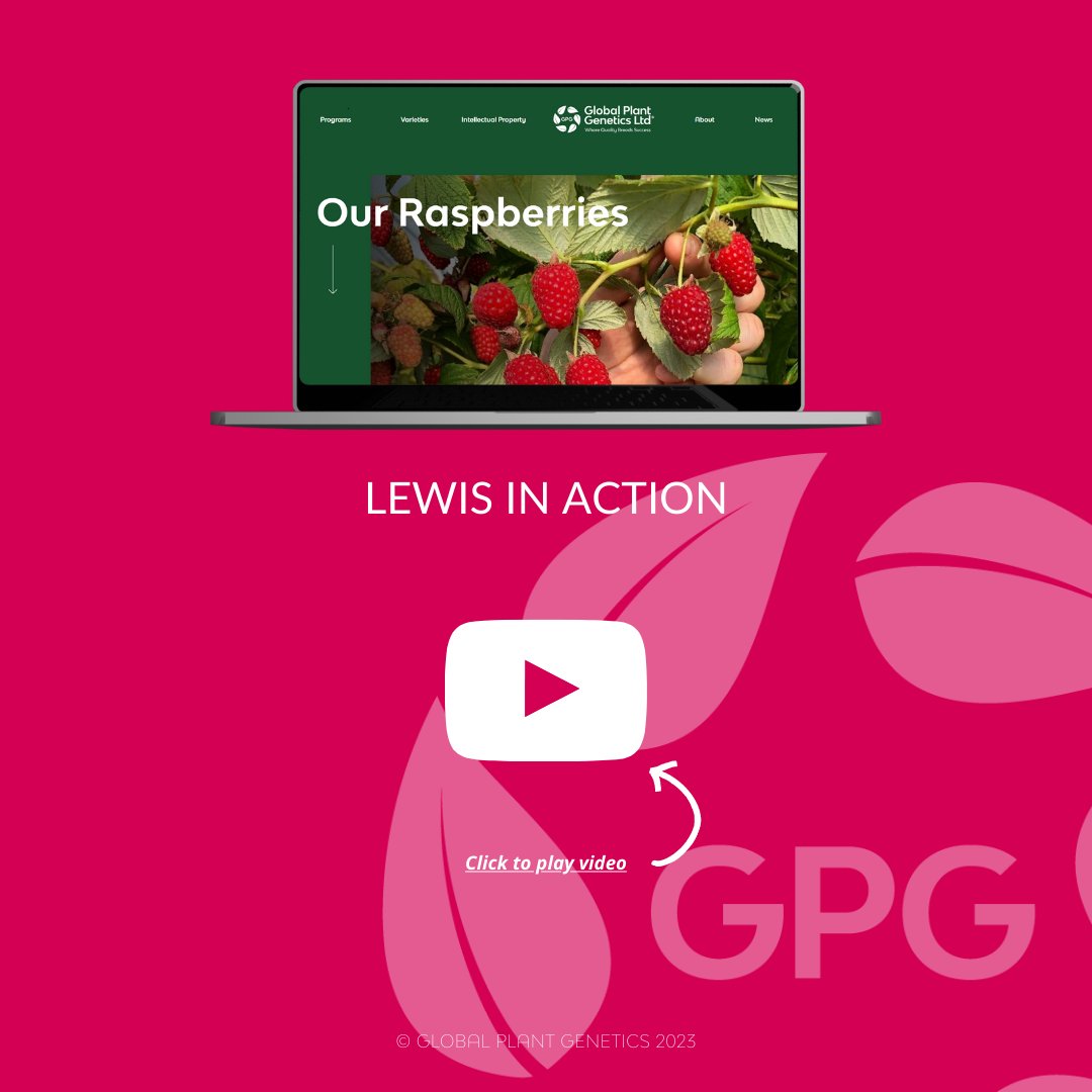 globalplantgen's tweet photo. #Lewis is a very impressive primocane variety displaying a number of aspects that make it suitable for the commercial sector. 
It's one of the largest #raspberries, it has a great #flavour &amp; #ShelfLife. 
Have a look at the new brochures on our website - https://t.co/NMJ0Kk1urO https://t.co/WNsXtX3BxF