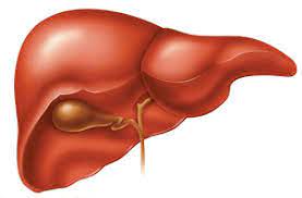 #Liver is the #glandular_organ that stores and metabolizes #nutrients, detoxifies, and produces bile salts. Liver is the largest organ of human body. Visit: scitechnol.com/liver-disease-… Submit research at: scholarscentral.org/submissions/li…