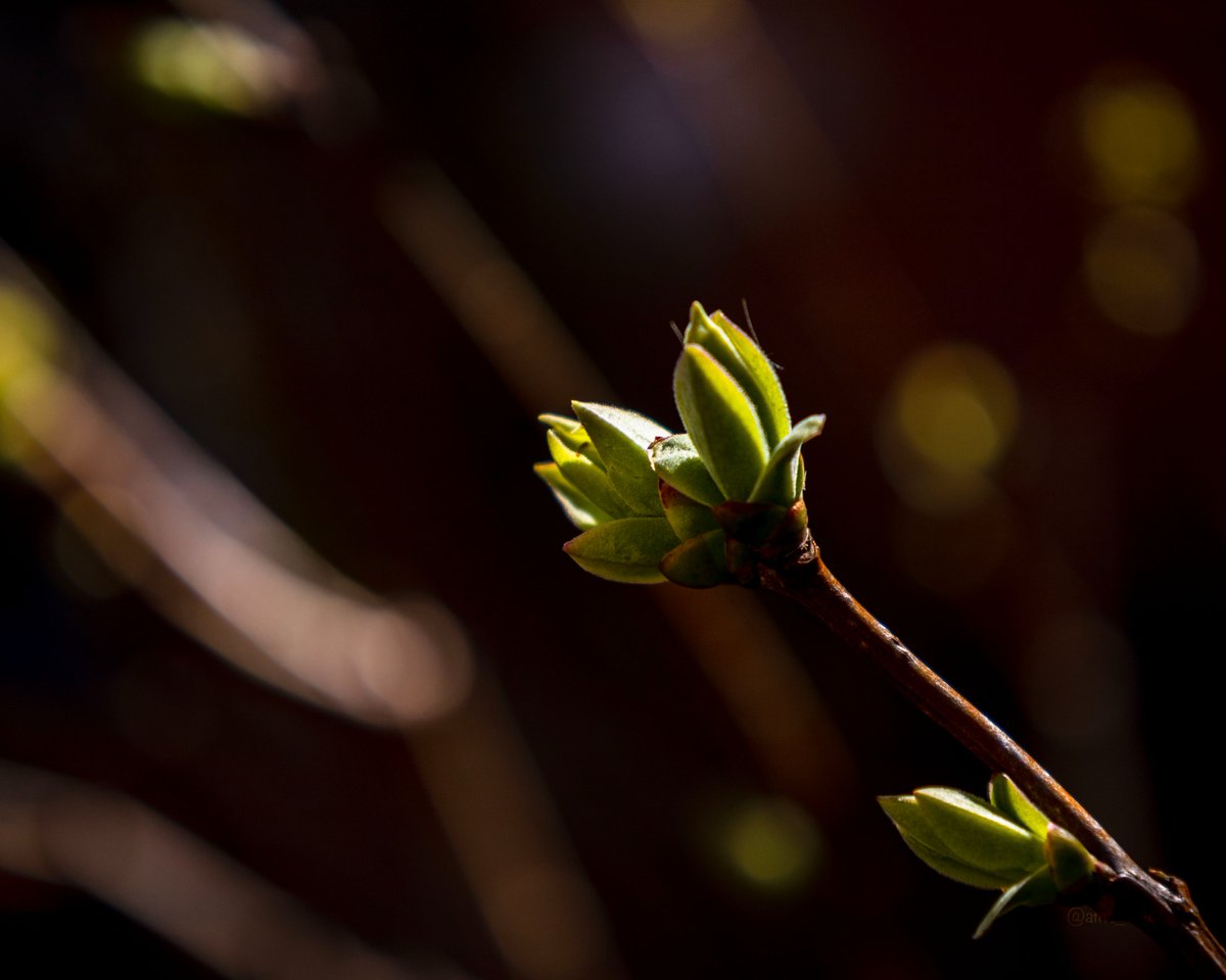 good day, folks!🙃🙂
we got a little cold
in Germany too - I saw yesterday, during a football match in Leipzig, it even snowed🌨️
but the spring will come anyway🌱
#NaturePhotography #nature #springphotography #Photo_Folio #closeup #closeupphotography #photographers #PHOTOS