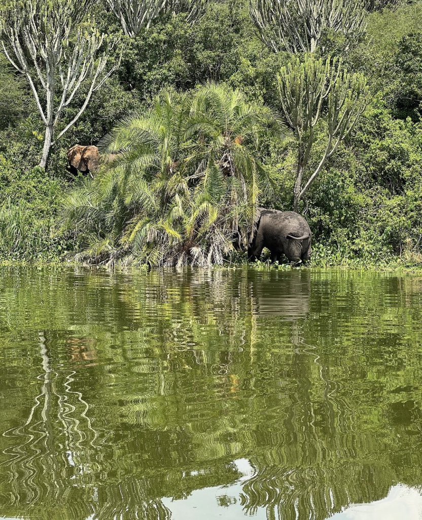 Remon_lord's tweet photo. A few weeks to #EasterInTheWild tour at Queen Elizabeth NP secure your slot earlier so that you dont miss the weekend full of Adventure for 3days & 2nights from 7th-9th April in western Uganda. Book with just 100k on this number 0787353498 https://t.co/zGTcCUF4oB