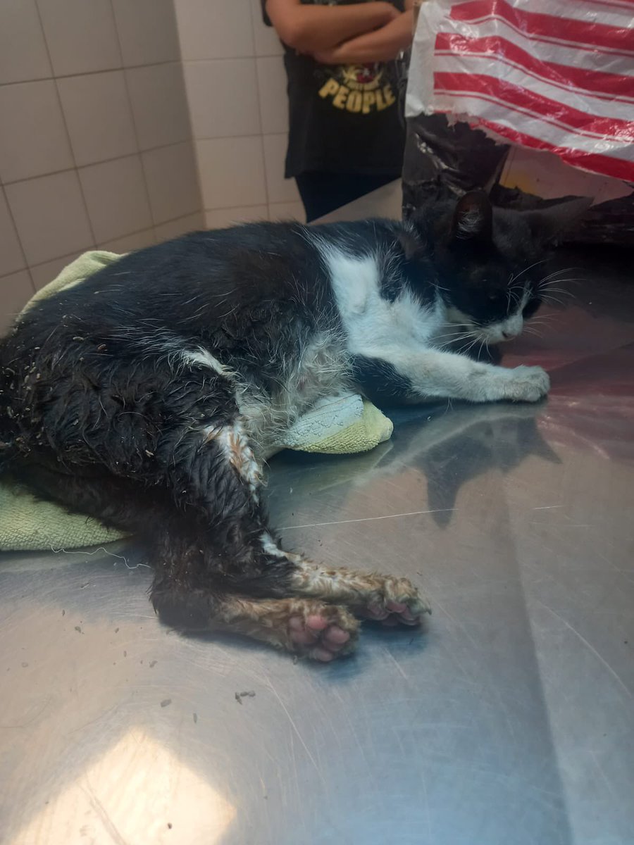 hogardegatos's tweet photo. 🆘TENÍA UN BEBÉ AGUSANADO EN LA VULVA 😞🆘
Anoche recibimos esta mamá, esta internada, hoy será OPERADA. Tiene todos los fetos muertos adentro 😞

tenía un bebé trabado muerto agusanado..

Necesitamos ayuda!!
Nuestro alias : michihouse 

Más datos abajo 

#fyp  #viral #gatos https://t.co/LG1IO2rTdm