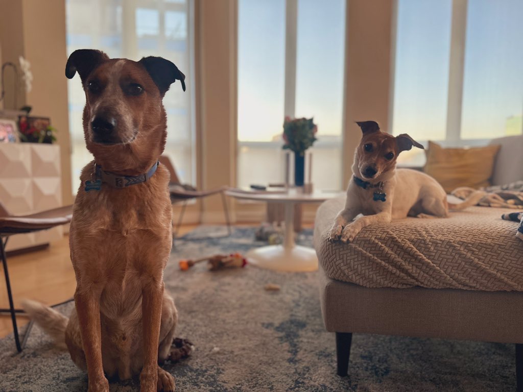 TommyMcFLY's tweet photo. This is how they patiently wait for breakfast… such good pups!
#Cotoc #mrtroy https://t.co/vTvfJdTCHE