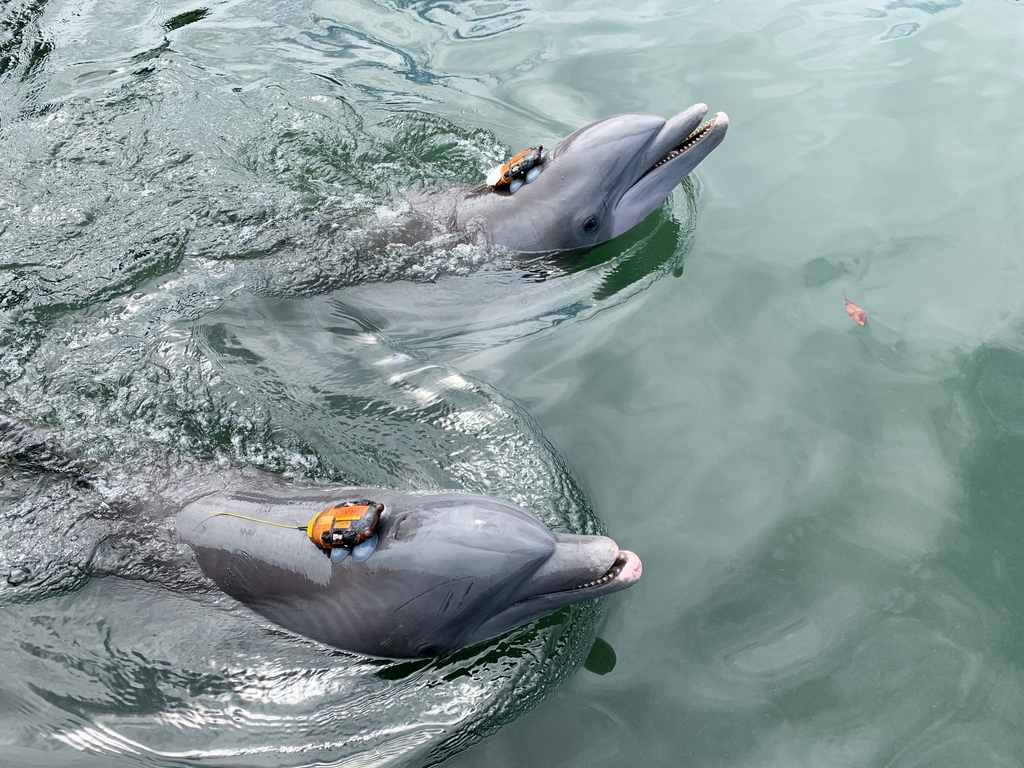 #WebinarWednesday TODAY at noon EDT*, @PernilleMS will discuss how noise affected two dolphins' ability to cooperate. Zoom ID: 833 9983 7145 Password Req'd. DM or email us (Photo: @DolphinResearch.) *Note: U.S. changed clocks on March 12th, so confirm your local time!
