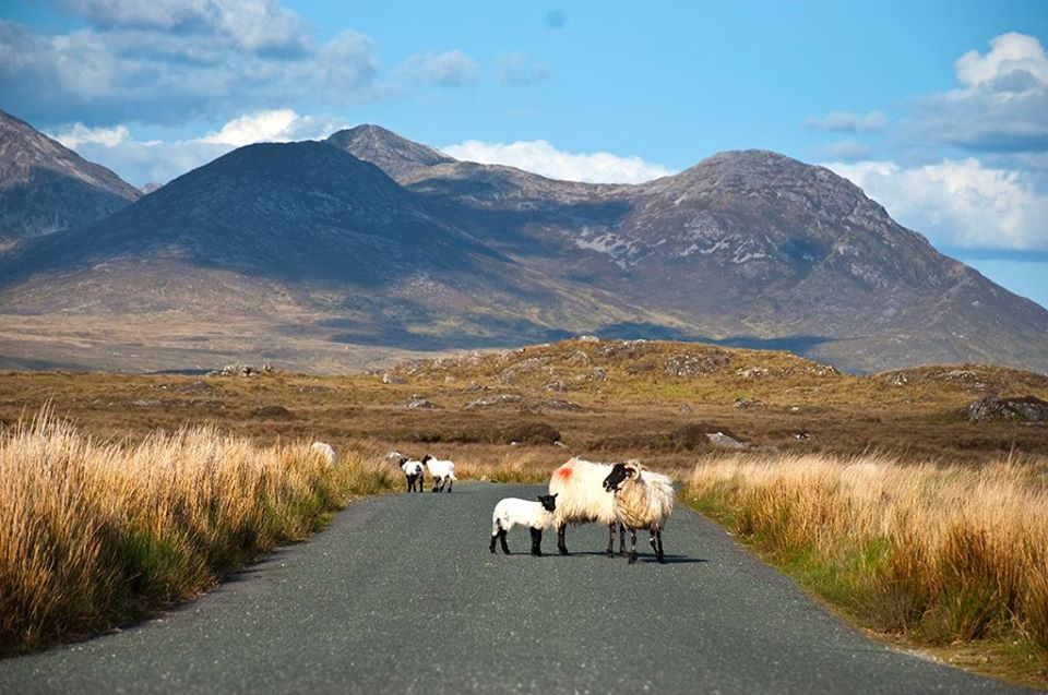 WeDriveIRL's tweet photo. This is what gridlock looks like on our Private Tours of Connemara!! https://t.co/lKSdT3MW3o #Ireland #WildAtlanticWay #PrivateTours #StPatricksDay2023 https://t.co/CHo1FyKkZj