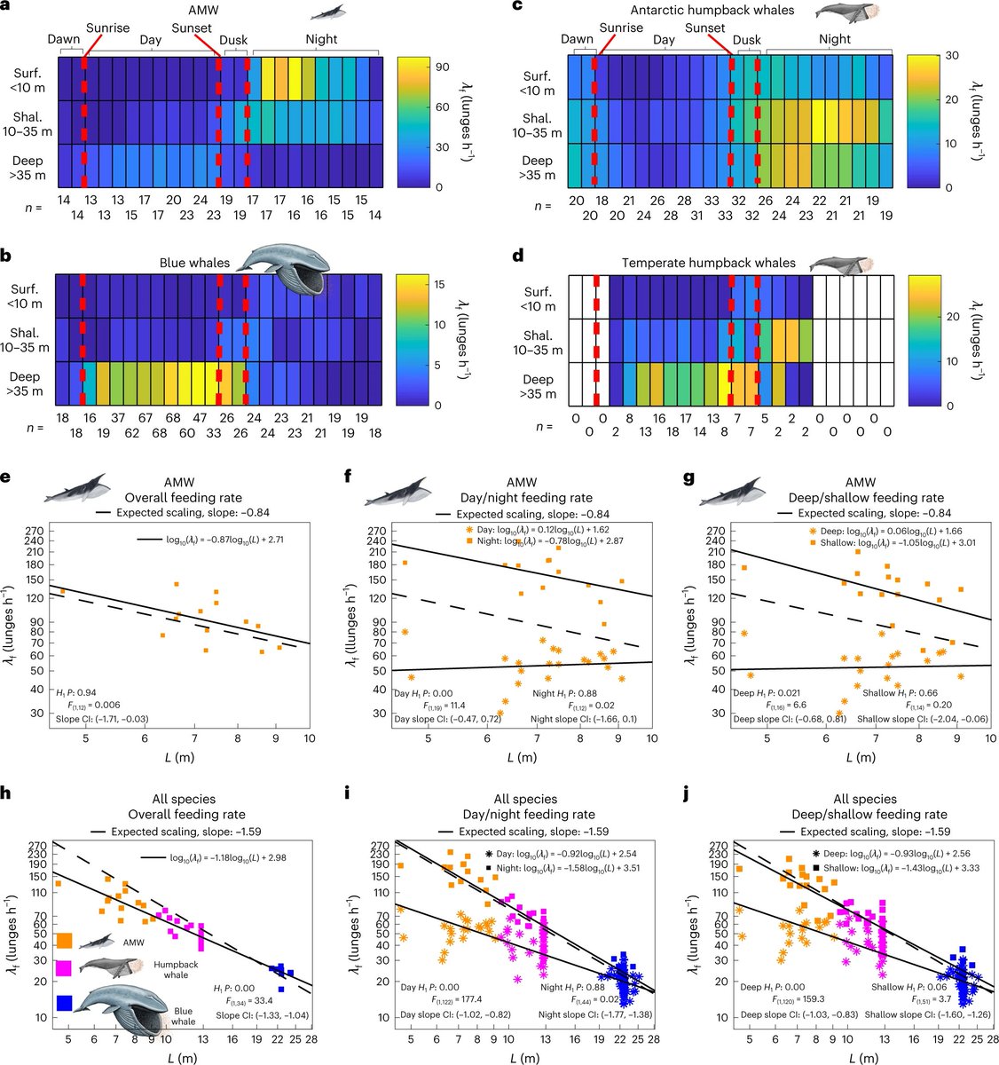 NatureEcoEvo on Twitter "RT NatureEcoEvo Minke whale feeding rate