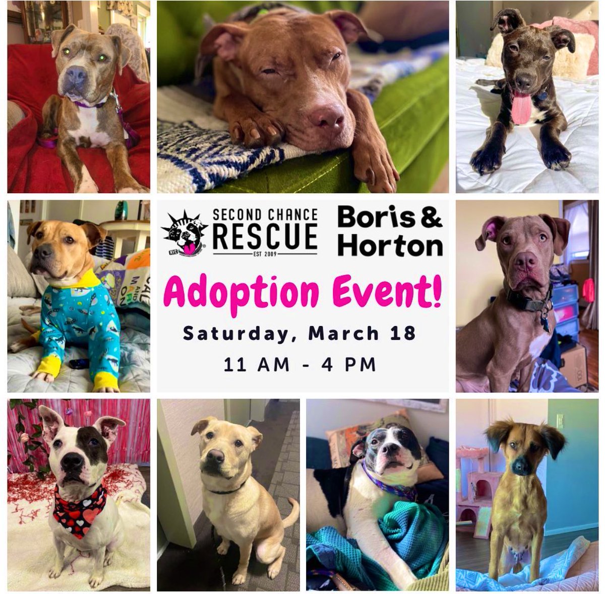 NYC Second Chance Rescue on Twitter "Adoption event alert‼️This