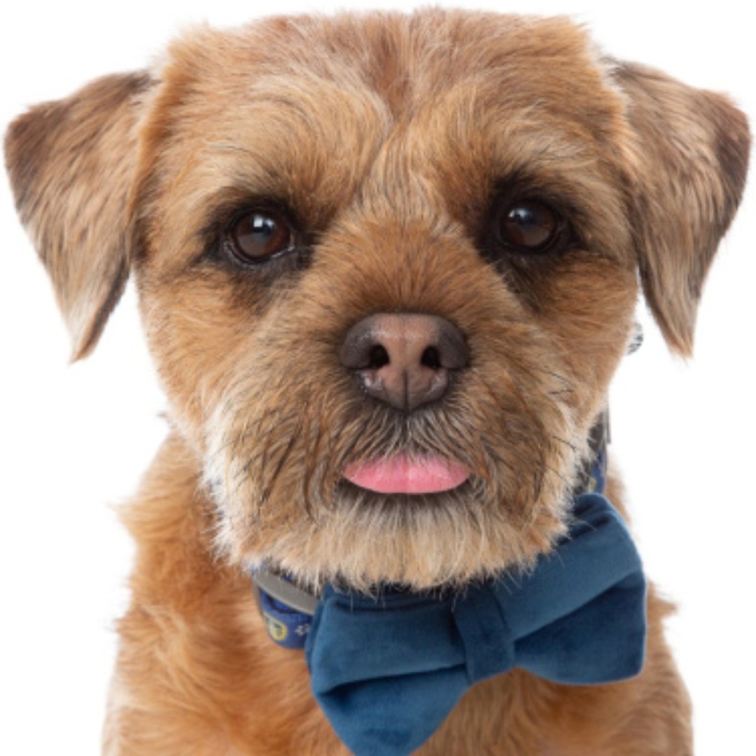 models_direct's tweet image. Introducing our new Pet model "Hunter" the Border Terrier.

#petmodelling #modelsdirect #pets #borderterrier