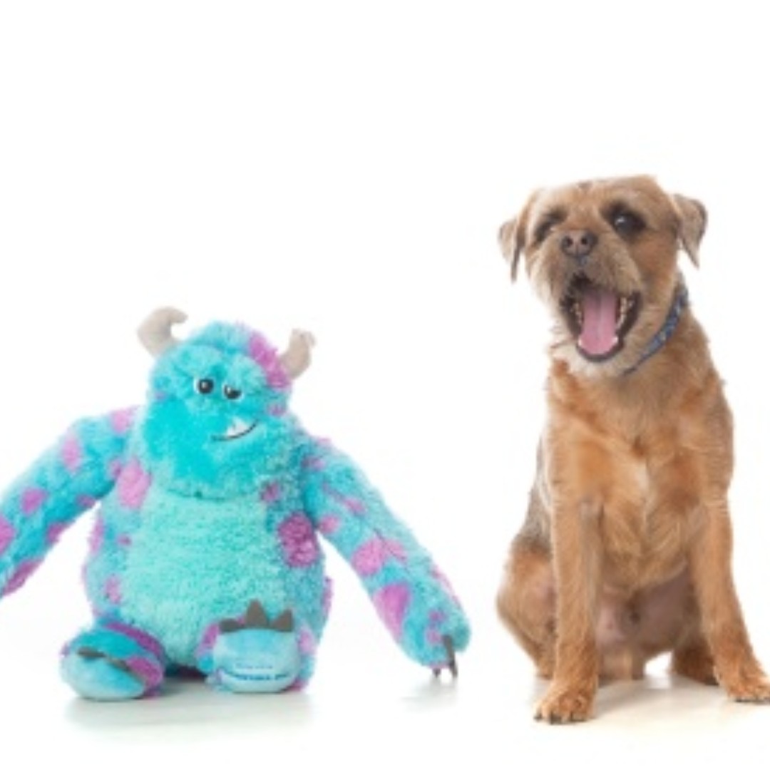 models_direct's tweet image. Introducing our new Pet model "Hunter" the Border Terrier.

#petmodelling #modelsdirect #pets #borderterrier