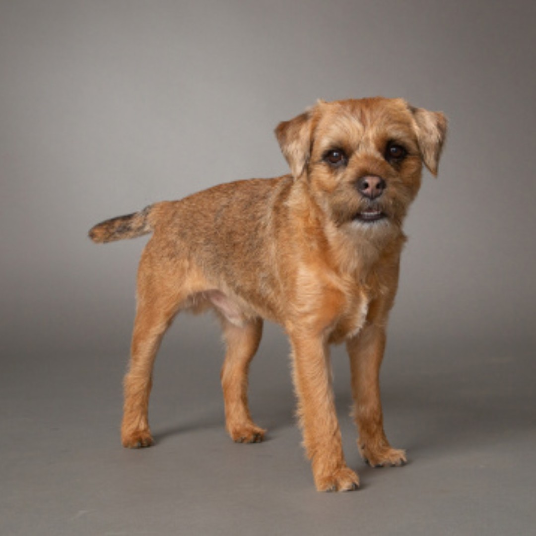 models_direct's tweet image. Introducing our new Pet model "Hunter" the Border Terrier.

#petmodelling #modelsdirect #pets #borderterrier