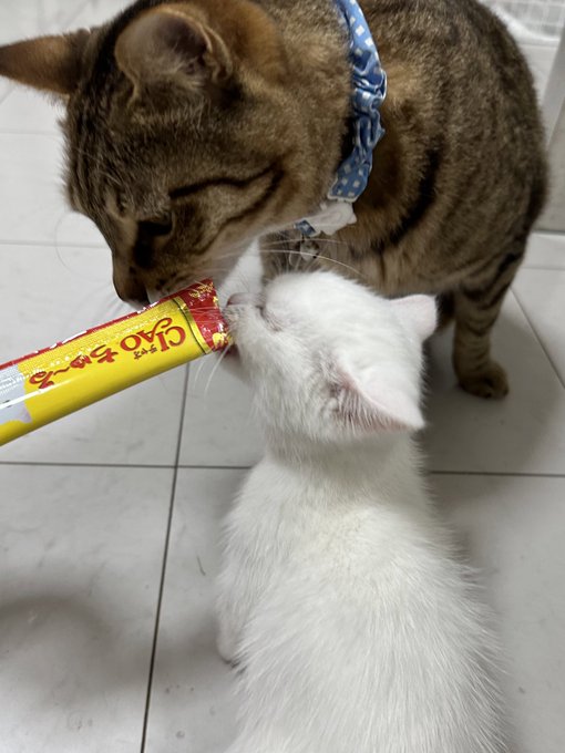 Twitterのコスプレ画像18