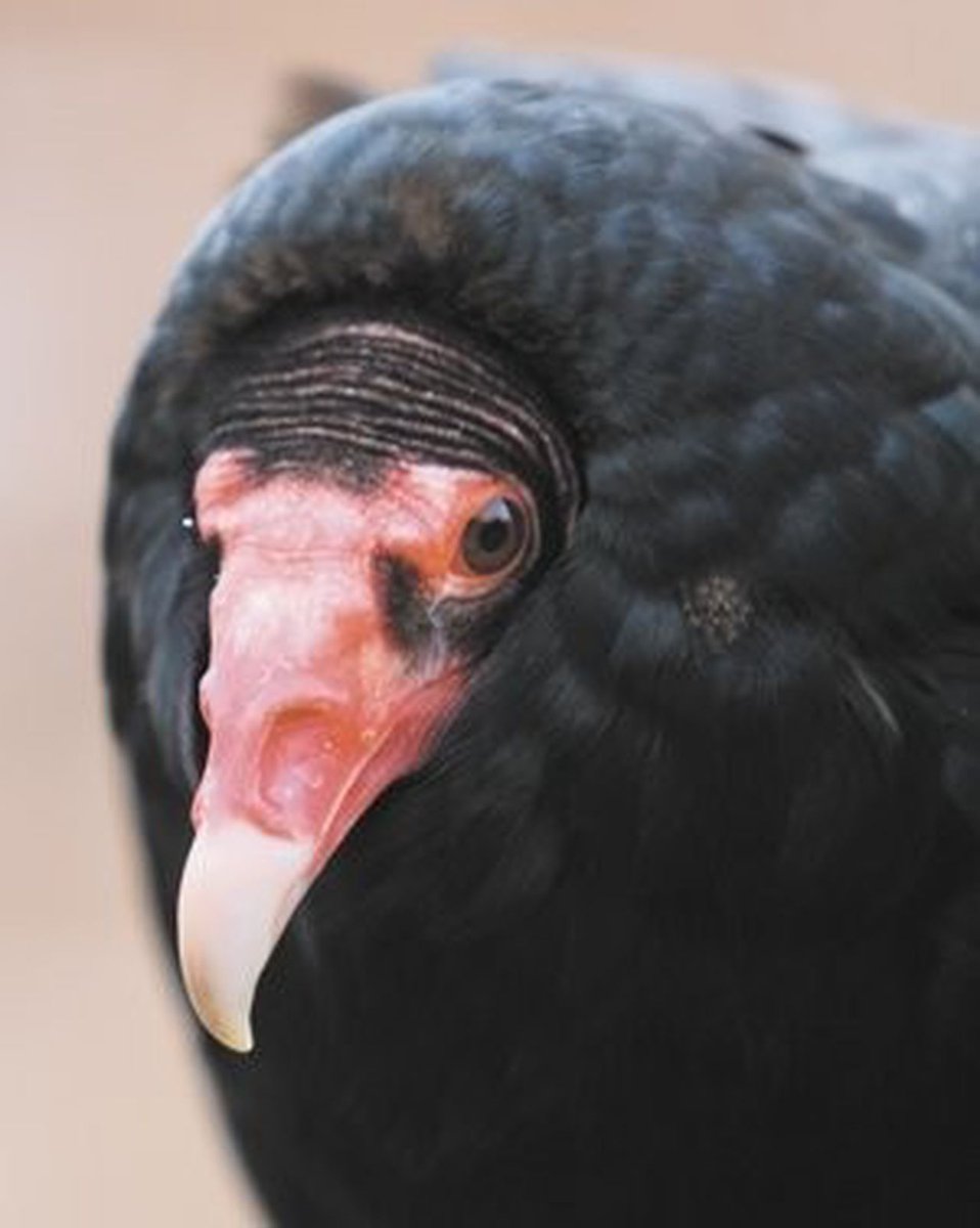 Loving Cleveland today!