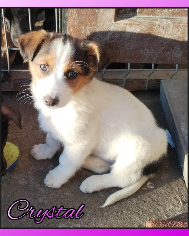 #adoption #chien #adoptionchien
🐕 CRYSTAL, née fin octobre 2022, devrait peser 12/14kg adulte
🏡 Nous recherchons une famille consciente qu'elle aura tout à apprendre car elle ne connait que la vie en refuge 🥰🐶
👉Pour l'adopter : bit.ly/3EO8Vjb