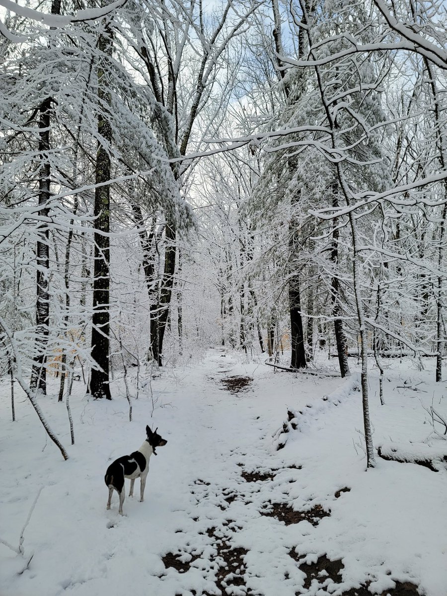 growingwisdom's tweet photo. Elevation made a big difference even in Natick. At 410ft nearly 3"of snow. @WX1BOX @ericfisher https://t.co/sJb94ZhCj3