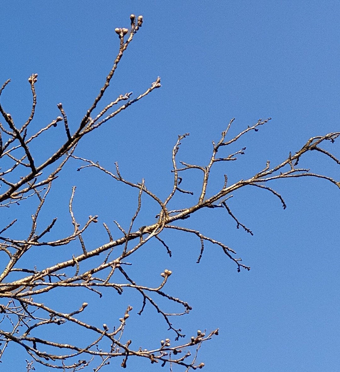 nobunagaFPV's tweet image. 🌸桜 まだ早かった
風も吹いてるのでハイエースの中で 
#WTW ぼっち😎
#tinywhoop
#newbeedrone