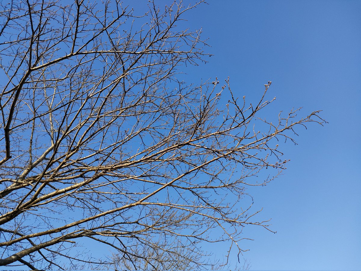 nobunagaFPV's tweet image. 🌸桜 まだ早かった
風も吹いてるのでハイエースの中で 
#WTW ぼっち😎
#tinywhoop
#newbeedrone