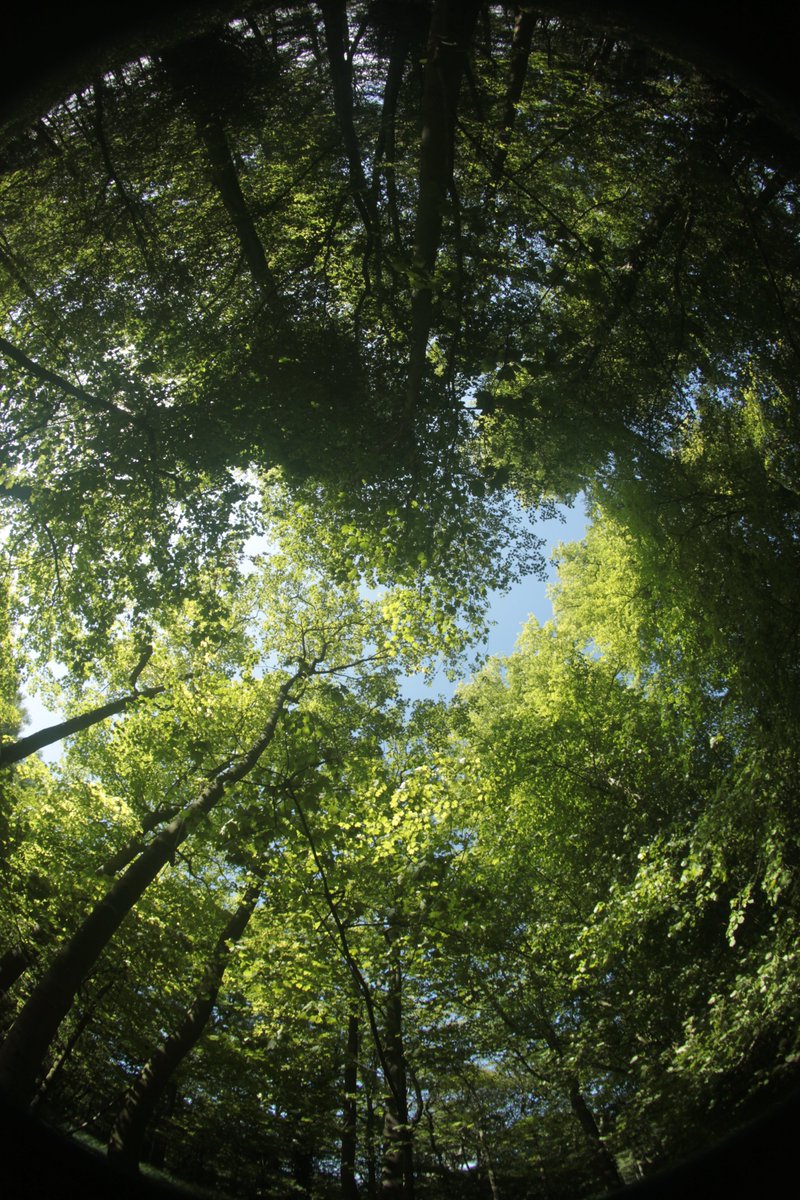 Dr Cecilia Dahlsjö (@cdahlsjo) on Twitter photo *****PAID FIELD ASSISTANTS WANTED*****
We are looking for Teaching Assistants for our <a href="/WythamWoods/">Wytham Woods</a> undergraduate field day at the end of April. Some experience of plant ID is desirable but not necessary. Get in touch if you're interested. <a href="/ecioxford/">ECI, Univ of Oxford</a> <a href="/OxfordBiology/">Oxford Biology</a> <a href="/morethanadodo/">Oxford University Museum of Natural History</a> *****PAID FIELD ASSISTANTS WANTED*****
We are looking for Teaching Assistants for our <a href="/WythamWoods/">Wytham Woods</a> undergraduate field day at the end of April. Some experience of plant ID is desirable but not necessary. Get in touch if you're interested. <a href="/ecioxford/">ECI, Univ of Oxford</a> <a href="/OxfordBiology/">Oxford Biology</a> <a href="/morethanadodo/">Oxford University Museum of Natural History</a>