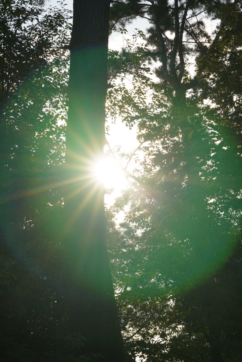 フレア
儚げなものを撮れるようになりたい