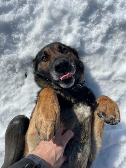 Toronto Police K9 (@tpsk9) on Twitter photo PSD Sunny gets extra belly rubs after finding a subject wanted for a break and enter in <a href="/TPS55Div/">55 Division</a> yesterday. Amazing teamwork and coordination by <a href="/comm911tps/">TPS Communications</a> and all members of 55 Division who were involved. PSD Sunny gets extra belly rubs after finding a subject wanted for a break and enter in <a href="/TPS55Div/">55 Division</a> yesterday. Amazing teamwork and coordination by <a href="/comm911tps/">TPS Communications</a> and all members of 55 Division who were involved.