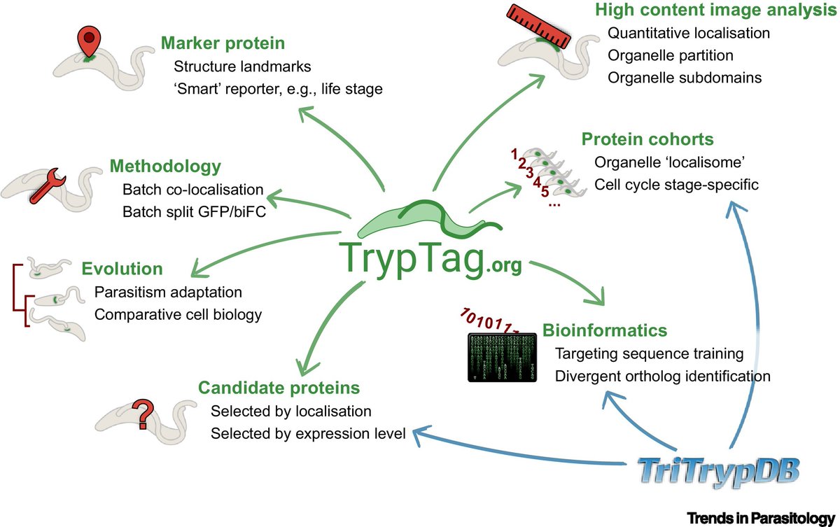 TrendsParasitol's tweet photo. Drs Jack Sunter, Samuel Dean &amp; @Zephyris highlight https://t.co/ojV87s5V3U: from images to discoveries using genome-wide protein localisation in #Trypanosoma #brucei. #tryptag @obu_bms @oxford_brookes @warwickmed @uniofwarwick @NDMOxford @UniofOxford

https://t.co/HZuT2RCQ6i https://t.co/WmKltlsQoG