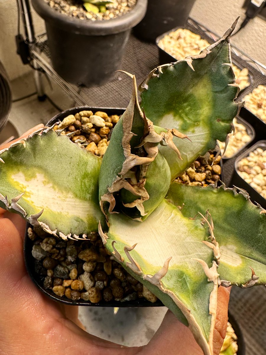 FKGS_2017's tweet image. 先日ガッツリやらかしました…

#アガベ
#葉焼け