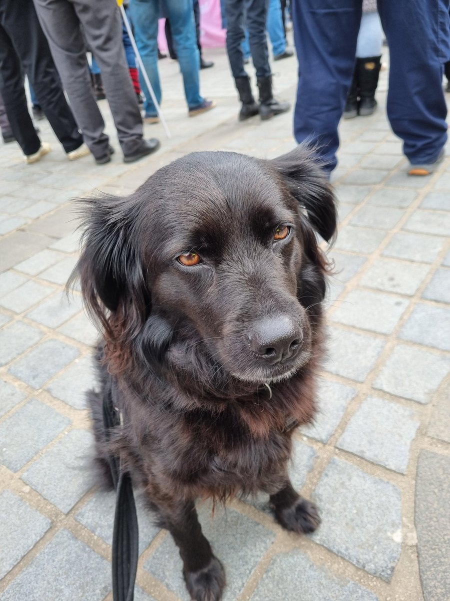 Mouse made a brief appearance at the <a href="/UCUScotland/">UCU Scotland</a> rally but she didn't understand the gravity of the situation &amp; tried to play with the other striking dogs which caused a ruckus so she will be continuing to show her solidarity from the park. 
#UCUstrike 
#DogsOnPicketLines