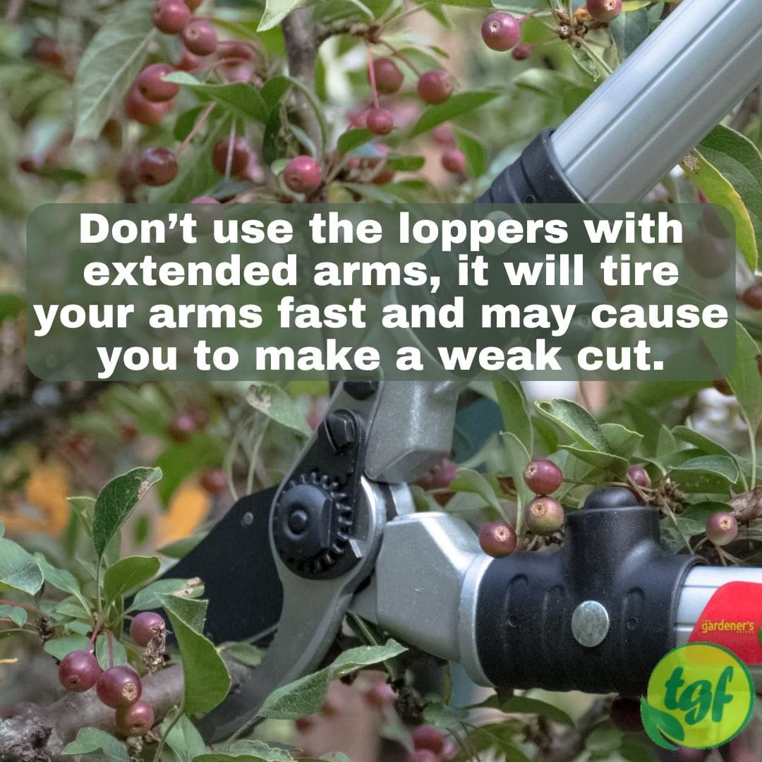 gardenerfriends's tweet image. Don’t use the #loppers with extended arms, it will tire your arms fast and may cause you to make a #weakcut.⁠
⁠
TGF #bypassloppers: ⁠amzn.to/2EgkNKK ⁠tgfproducts.com
⁠
#pruning #pruningtip #loppingshears
pin.it/6t8UCKD via @pinterest