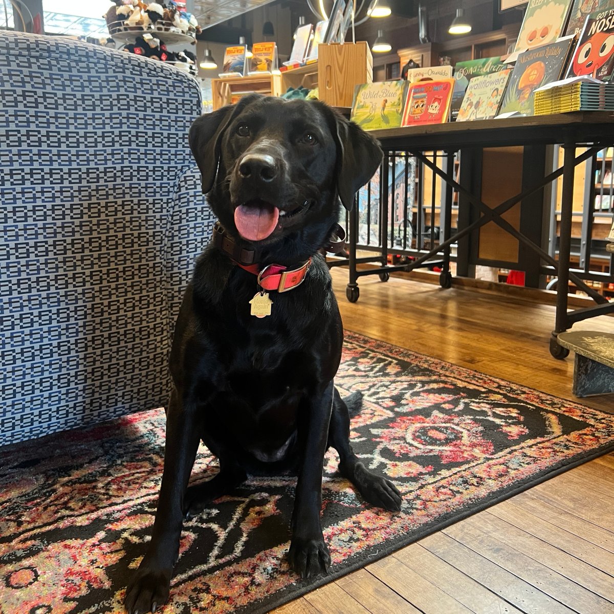 Newt hears this question a lot - “Can I Pet Your Dog?” 🐶
So naturally she had to pose next to the book that asks the same question! 
Newt loves pets and treats, just as much as she loves the bookstore. 🐶 🥰
What book should Newt pick next?