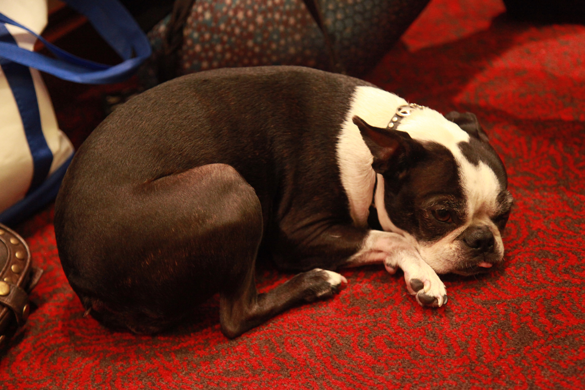 Happy 1st day of FURRlyCon: A Kitty Up Fundraiser!

Starting right MEOW you can submit your pet photo to FURRlyCon!

Just head over to: ow.ly/Nl6350Nhw5m  and follow the instructions